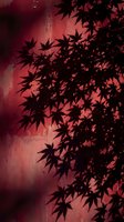 Japanese maple tree silhouette against textured red wall creates dramatic shadow pattern for autumn seasonal design and nature photography projects.