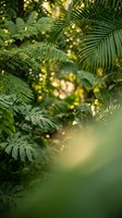 Lush tropical foliage with palm fronds and ferns creating natural green backdrop with soft sunlight filtering through leaves for spa and wellness designs.