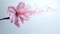 Delicate pink cherry blossom dissolving into scattered petals and particles against light background, creating ethereal spring atmosphere for romantic designs and artworks.