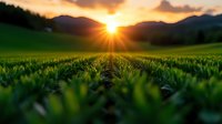 Golden sunrise over lush green grass field with mountain silhouettes and dramatic sky. Natural landscape scenery for wellness and environmental concepts.