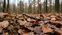 Forest floor covered with fallen autumn leaves and twigs creating natural woodland carpet in seasonal outdoor environment.