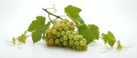 Fresh green grapes cluster with vine leaves and tendrils isolated on white background for healthy food design and culinary projects.
