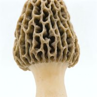 Morel mushroom with honeycomb-textured cap and pale stem isolated on white background, suitable for culinary, botanical, and food design projects.