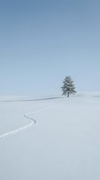 Solitary evergreen tree standing in vast snowy landscape with winding footprints crossing white field under clear winter sky, conveying isolation and peaceful solitude.