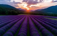 Lavender field rows stretching toward mountains at golden sunset with dramatic sky and warm light creating peaceful agricultural landscape scene.