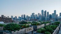 Urban rooftop garden with lush green plants and vegetables overlooking modern city skyline with tall buildings and river, sustainable agriculture and green living concept.