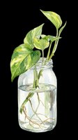 Pothos plant with variegated green and yellow leaves in glass jar with water and visible roots, isolated on transparent background for design use, clipart, stickers, and print-on-demand products.