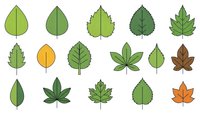 Collection of various green and autumn leaf shapes isolated on white background for botanical design projects and nature-themed graphics.