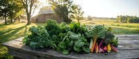 Fresh organic vegetables including kale, chard and beets harvested from farm garden displayed on rustic wooden table in countryside setting at sunset.