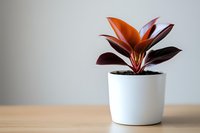 Burgundy and orange rubber plant in modern white ceramic pot on wooden surface against neutral wall, minimalist home decor composition with copy space.