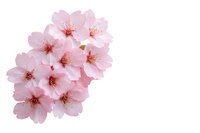 Delicate pink cherry blossoms cluster isolated on white background. Fresh spring sakura flowers with soft petals and subtle stamen details. Ready for design use.