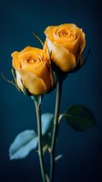 Two vibrant yellow roses with long stems against dark blue background, dramatic lighting highlights delicate petals and natural texture in moody atmosphere.