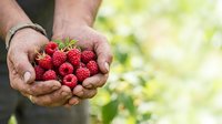 Farmer holding fresh red raspberries in cupped hands outdoors with blurred green garden background, showcasing organic berry harvest and sustainable agriculture.
