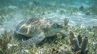 Sea turtle swimming near seagrass and coral reef in shallow tropical ocean waters for marine life and underwater nature content.