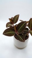 Potted houseplant with dark burgundy and golden striped foliage in white ceramic container, isolated on white background for interior design and botanical decor projects.