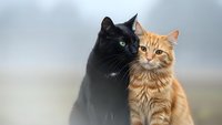 Two domestic cats sitting together outdoors, black cat with green eyes and orange tabby cat, feline friendship and companionship concept for pet care.