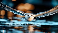 Snowy owl in flight skimming over water surface with wings spread wide against blurred bokeh background in cool blue tones, dramatic wildlife action shot.