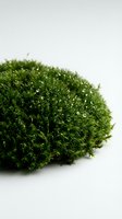 Fresh green moss with water droplets isolated on white background, suitable for botanical, nature, and design projects.