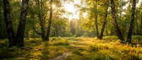 Sunlit forest clearing with tall trees casting shadows on golden grass and moss-covered ground, ideal for nature, landscape, and environmental design projects.