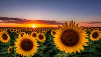 Golden sunflower field at sunset with vibrant yellow blooms stretching to horizon under dramatic orange and purple sky for agriculture and nature themes.
