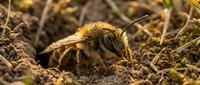 Solitary mining bee emerging from underground burrow in natural soil habitat during golden hour sunlight for pollinator conservation and wildlife photography.