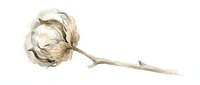 Dried white ranunculus flower with delicate petals and long stem isolated on white background for botanical art, wedding decor and floral design projects.