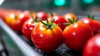Fresh ripe red tomatoes with water drops on dark surface, selective focus on foreground tomatoes with natural green bokeh background.