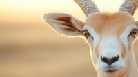 Close-up portrait of gazelle with striped horns against blurred golden sunset background, showcasing wildlife in natural habitat.