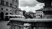 Pigeon perched on ornate stone fountain in historic European town square with medieval architecture and cloudy sky in black and white photography.