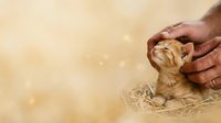 Male hand gently petting orange tabby kitten on straw, warm bokeh background, tender moment between person and young cat.