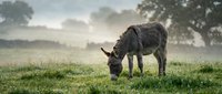 Donkey grazing in misty meadow at dawn, ideal for rural and farm-themed projects, agriculture concepts, and peaceful countryside scenes.