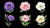 Peony flowers in purple, pink, and cream isolated on transparent background. Ready for t-shirt design, clipart, stickers, sublimation, and print-on-demand products.
