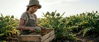 Young Caucasian female farmer harvesting fresh vegetables in wooden crate at organic farm during golden hour sunset. Sustainable agriculture and healthy food production concept.
