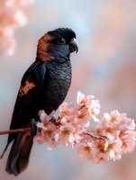 Black cockatoo perched on blooming cherry blossom branch against soft pastel background, showcasing contrast between dark feathers and delicate pink petals.