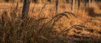 Golden autumn grass swaying in warm sunlight with blurred trees in background creating peaceful natural landscape for seasonal design projects.