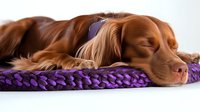 Sleeping brown cocker spaniel dog with long silky ears resting peacefully on purple chunky knit bed. Close up portrait showing relaxed expression and soft fur.