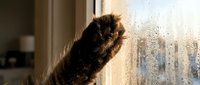 Brown tabby cat paw touching wet window glass with water droplets, indoor scene with natural light streaming through, suitable for pet care, weather, and lifestyle content.