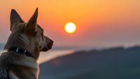 Siberian husky dog profile silhouette against golden sunset sky over mountain landscape creating peaceful outdoor scene for pet and nature themes.