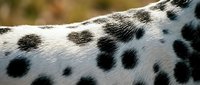 Closeup of spotted animal fur with black markings on white coat, showing natural texture and pattern details for wildlife and nature content.