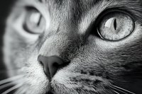 Close-up portrait of domestic cat face showing detailed eye, nose and whiskers in black and white monochrome photography for pet and animal themes.