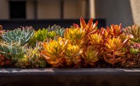 Colorful succulent plants arranged in a decorative planter, featuring vibrant orange, yellow, and green rosette formations in natural sunlight.