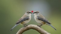 Two small songbirds perched on branch facing each other with red heart symbol above, romantic wildlife concept for Valentine's Day greeting cards.
