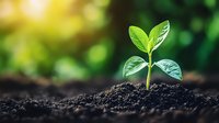Young green plant seedling growing from dark soil with bright sunlight and blurred natural background. Fresh sprout with leaves emerging from earth.