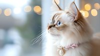 Elegant ragdoll cat with striking blue eyes and cream-colored fur wearing pink collar gazes upward against soft bokeh background, creating dreamy atmospheric portrait.