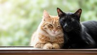Two adorable cats resting together on windowsill, orange tabby and black cat cuddling in warm sunlight, perfect for pet care and companionship themes.