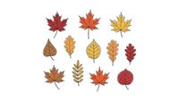 Autumn leaf collection with maple oak and birch leaves in warm fall colors isolated on white background for seasonal design projects.