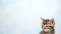 Adorable tabby kitten with blue eyes peeking from corner on soft pastel background for pet care advertising and animal lover content.