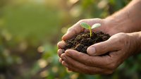 Hands gently protecting young green seedling growing in rich dark soil, symbolizing growth, care, environmental protection and new life beginnings.