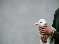 White newborn lamb held in hands of adult farmer wearing dark green sweater against neutral gray background, suitable for agriculture, farming, animal husbandry, and livestock industry content.