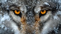 Close up view of intense amber wolf eyes with snow-covered fur, showing fierce predator gaze and detailed facial features in dramatic winter setting.